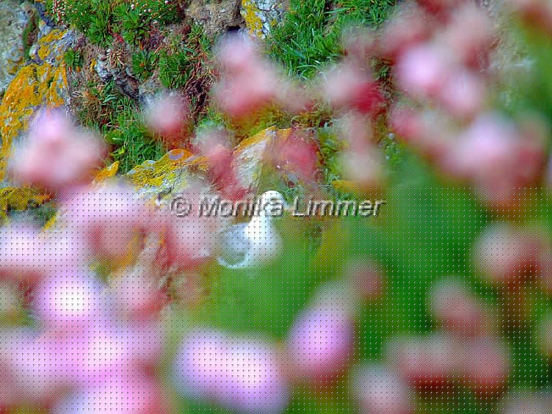 16_Moeve in Nelken_.jpg